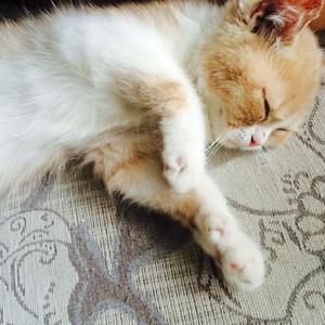 午夜视频在线观看www在线
